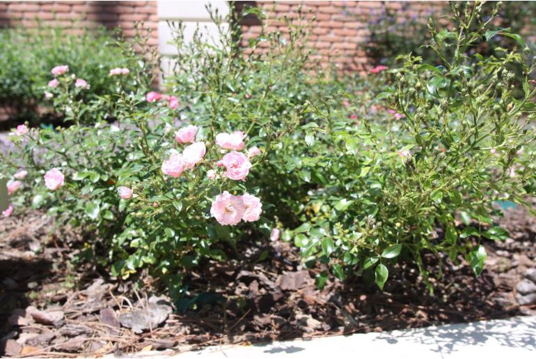 Rosa x polyantha 'The Fairy' Rosa x polyantha 'The Fairy' -22285