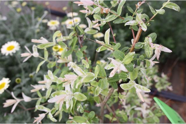 Bonte Japanse wilg 'Hakuro Nishiki'