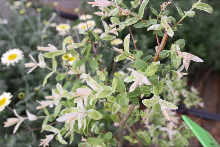 Salix integra 'Hakuro Nishiki' 22324