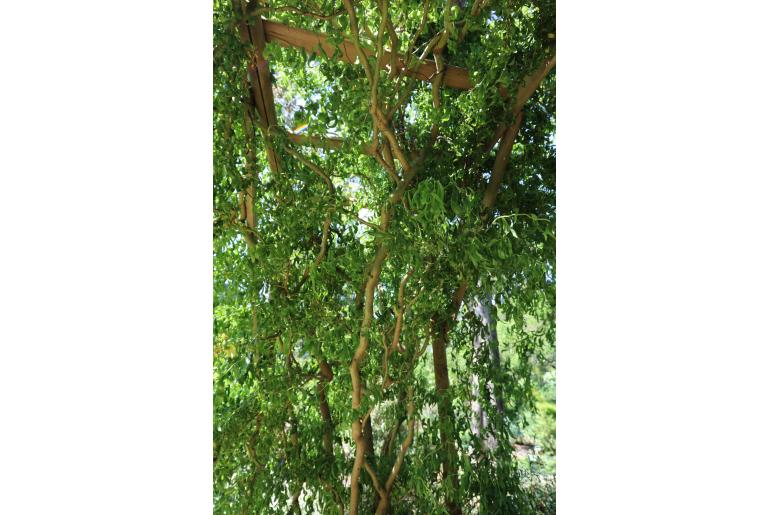 Salix matsudana 'Tortuosa Aureopendula' 22325