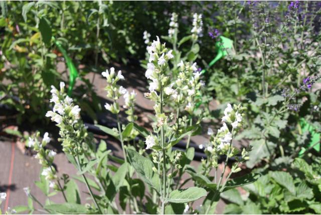 Witte Echte salie 'Albiflora' Witte Echte salie 'Albiflora'