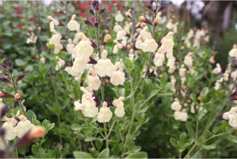 Salvia x jamensis 'Melen' Salvia x jamensis 'Melen' -22287