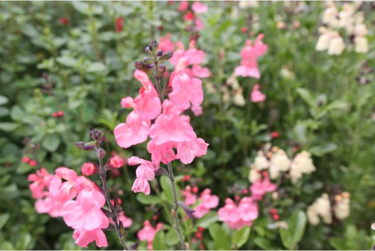 Salvia x jamensis 'Pluenn' Salvia x jamensis 'Pluenn' -22288
