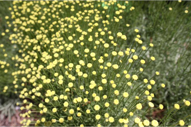 Santolina chamaecyparissus 'Lindavica' Santolina chamaecyparissus 'Lindavica' -22449