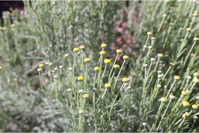 Groene Santolina 'Edward Bowles' Groene Santolina 'Edward Bowles'