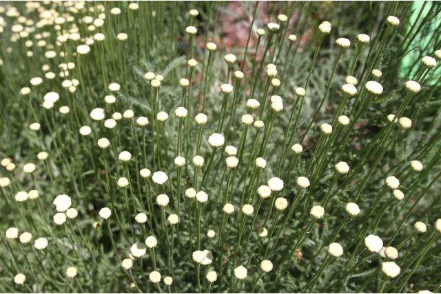 Groene Santolina 'Sulfurea' Groene Santolina 'Sulfurea'