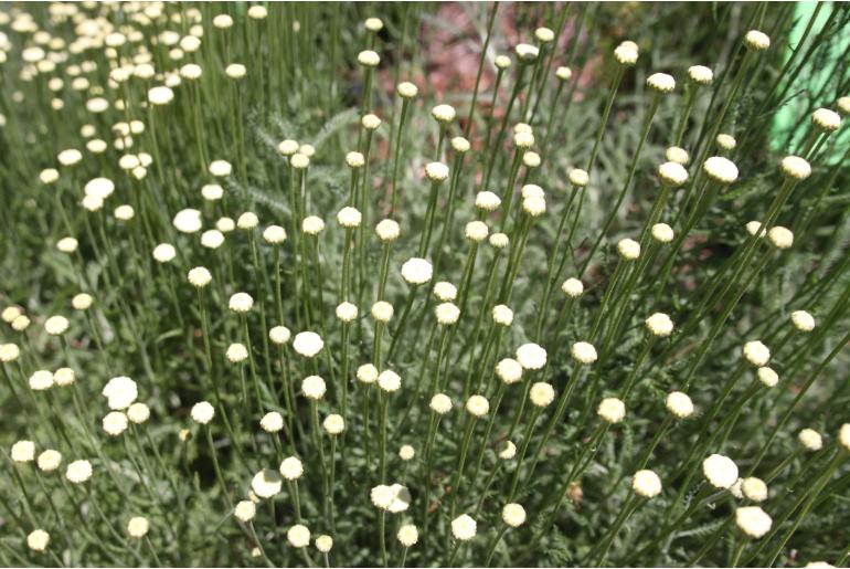 Santolina neapolitana 'Sulfurea' Santolina neapolitana 'Sulfurea' -22451