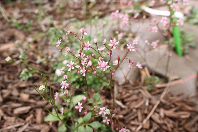Schildersverdriet 'Clarence Elliott's'