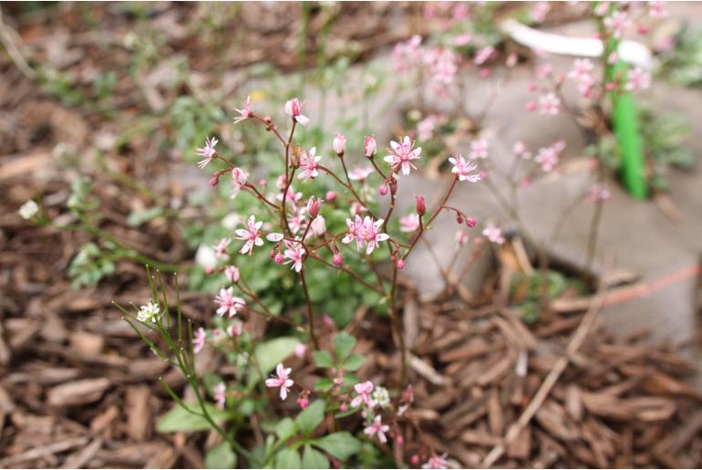 Saxifraga umbrosa 'Clarence Elliott's' 22313