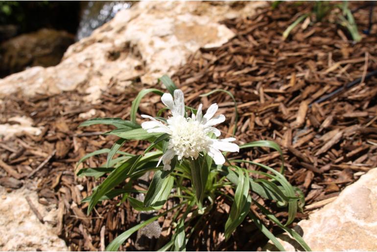Scabiosa caucasica 'Alba' 22311