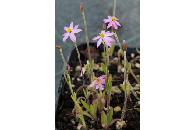 Cassinia schoenia Cassinia schoenia