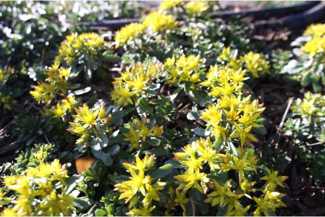 Muurpeper 'Weihenstephaner Gold'