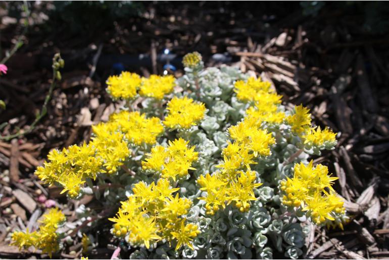 Sedum spathulifolium 'Cape Blanco' Sedum spathulifolium 'Cape Blanco' -22321