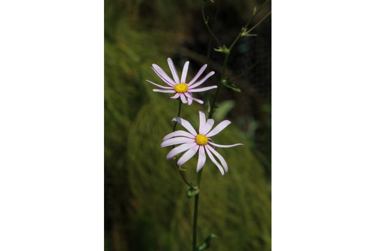 Senecio glastifolius Senecio glastifolius -22607