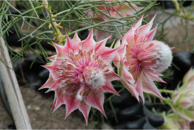 Serruria florida x rosea 'Pretty n Pink' Serruria florida x rosea 'Pretty n Pink' -22934