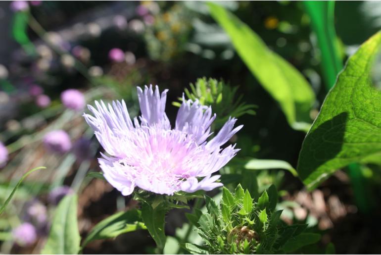Stokesia laevis 'Blue Star' 22337