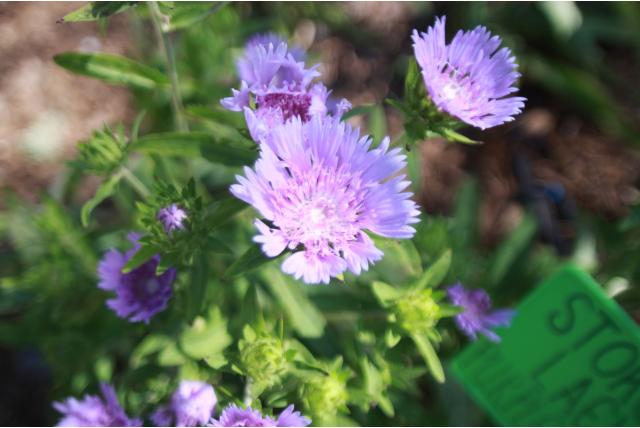 Korenbloem aster 'Purple Parasol'