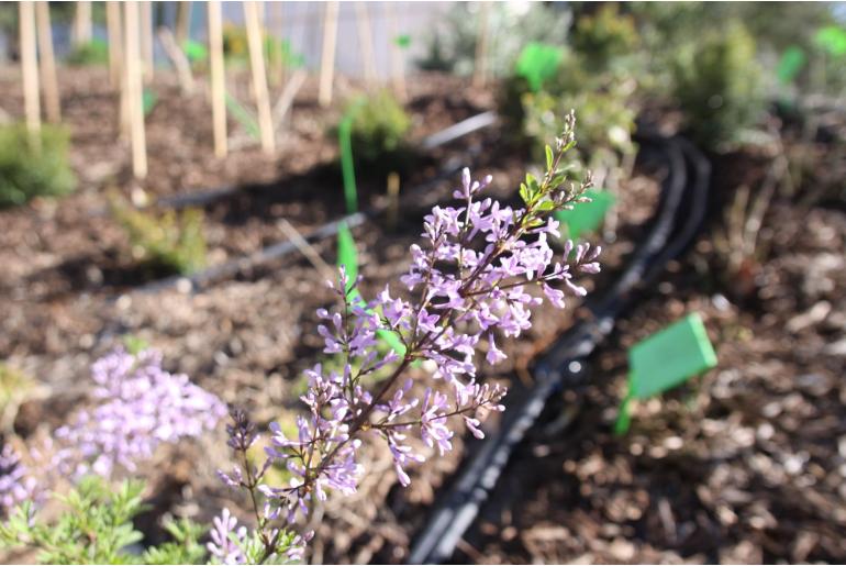 Syringa persica 'Laciniata' 22298