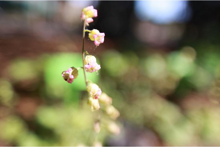 Tellima grandiflora 'Rubra' Tellima grandiflora 'Rubra' -22353