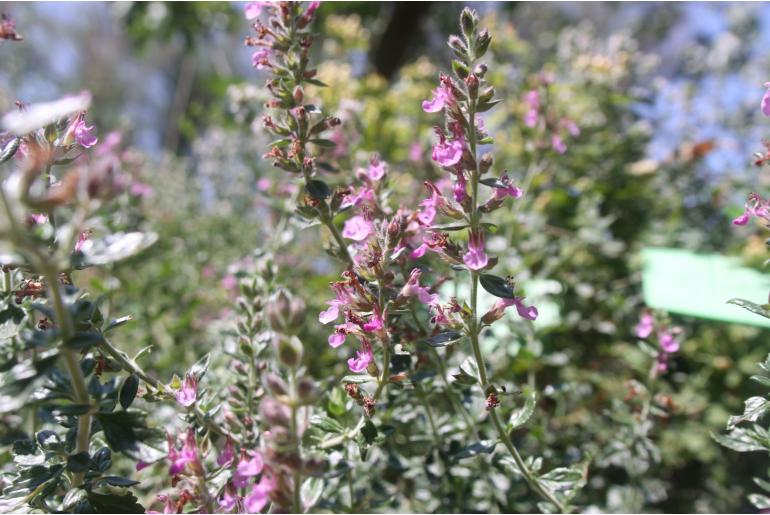 Teucrium chamaedrys 'Nanum' Teucrium chamaedrys 'Nanum' -22299