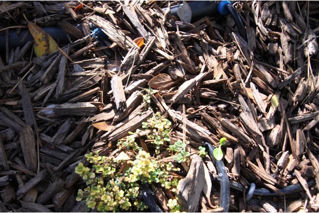 Tijm 'Doone Valley' Tijm 'Doone Valley'