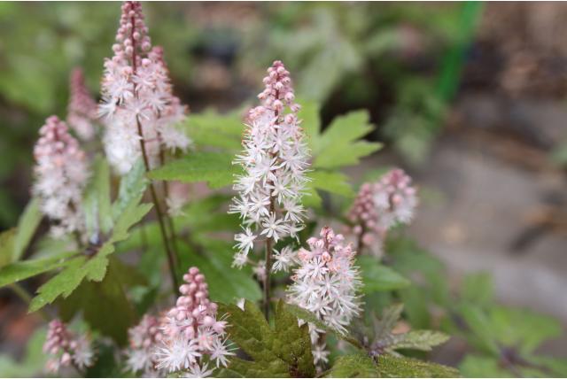 Schuimbloem 'Pink Skyrocket' Schuimbloem 'Pink Skyrocket'