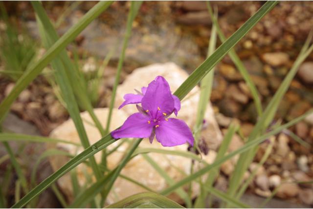 Cetcreasea purpurea 'Rosea'