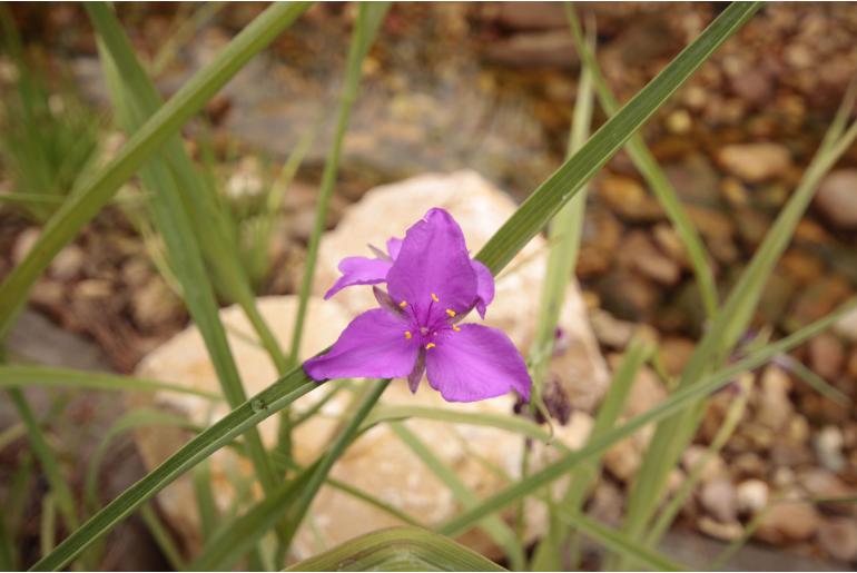Tradescantia virginiana 'Rosea' 22302