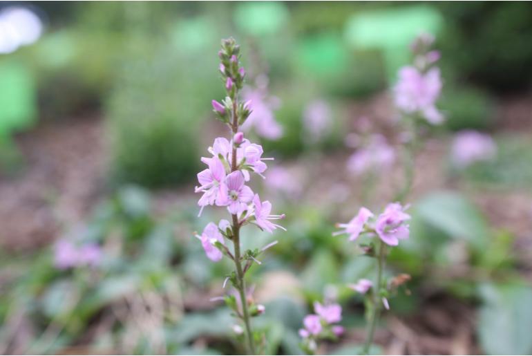 Veronica x cantiana 'Kentish Pink' Veronica x cantiana 'Kentish Pink' -22303