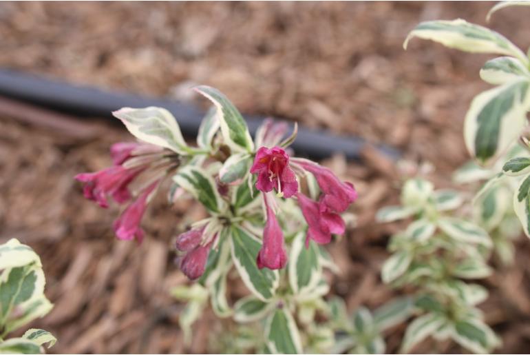Weigela florida 'Monet' Weigela florida 'Monet' -22503