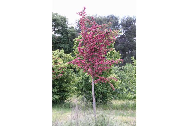Oosterse meidoorn 'Paul's Scarlet'