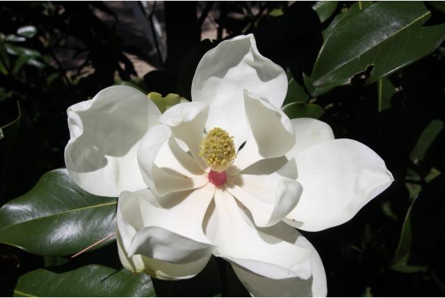Valse tulpenboom 'Nantais'