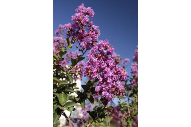 Lagerstroemia 'Jacqueline Desmartis'