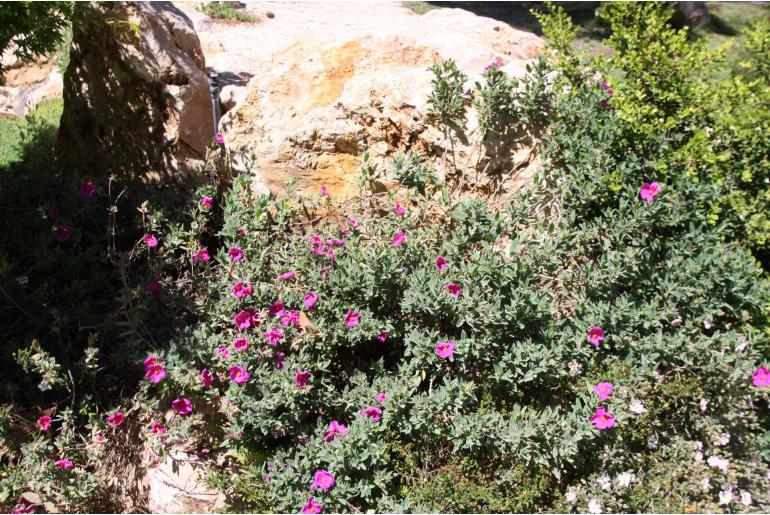 Cistus pulverulentus 'Sunset' -120