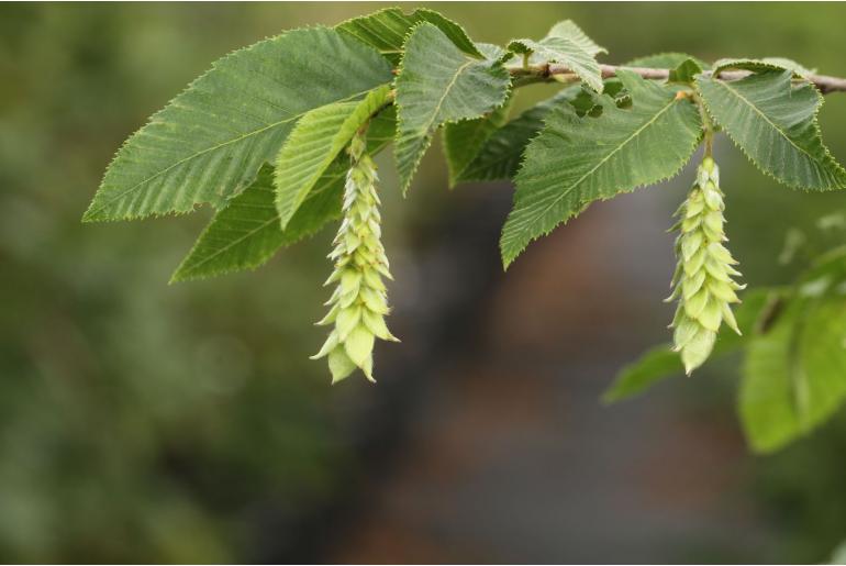 Ostrya carpinifolia -227