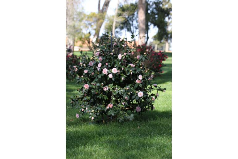 Camellia japonica 'Kay Truesdale' -301