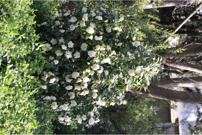 Camellia japonica 'Gwenneth Morey' -303