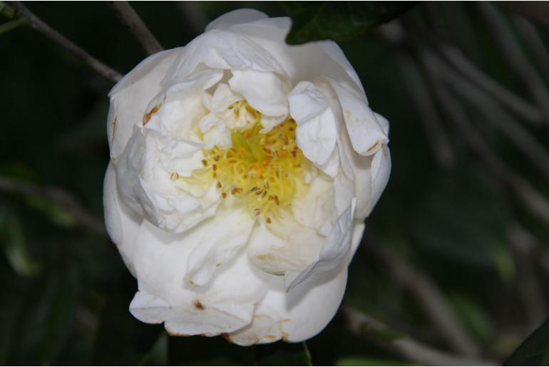 Camellia japonica 'Gauntlettii' -306