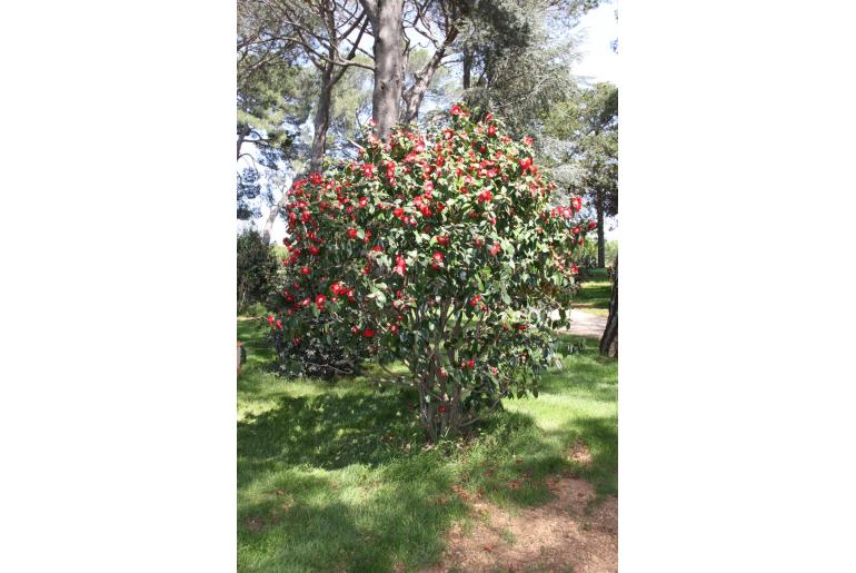 Camellia japonica 'Kumagai' -311