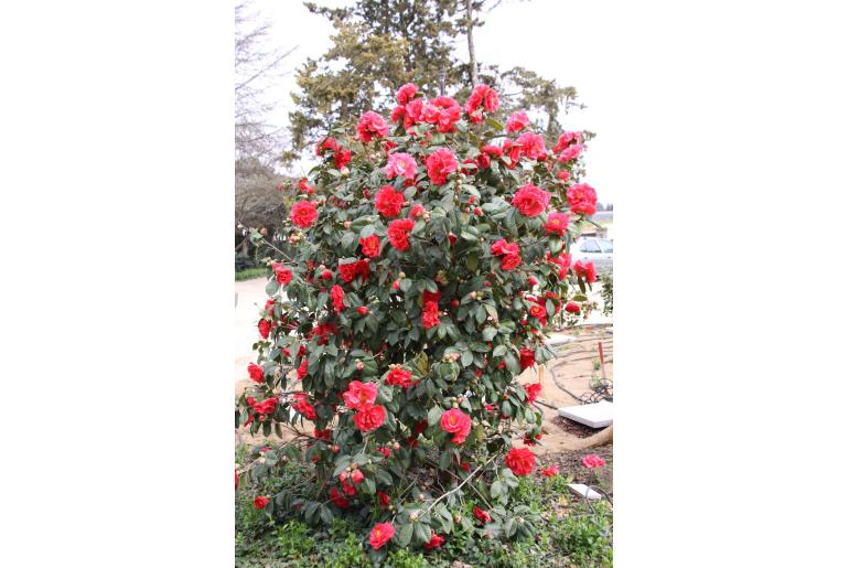 Camellia hybride 'Harold L Paige' -313