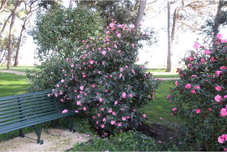Camellia hybride 'Spring Awakening' -315