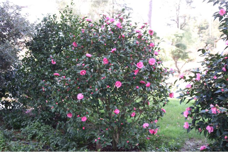 Camellia hybride 'Adorable' -318