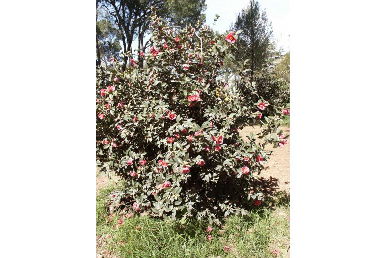Camellia saluenensis 'Bartley Pink' -322