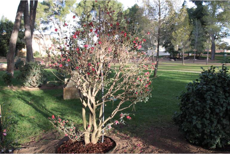 Camellia hiemalis -331