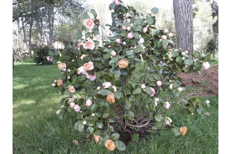 Camellia japonica 'Betty Cuthbert' -340