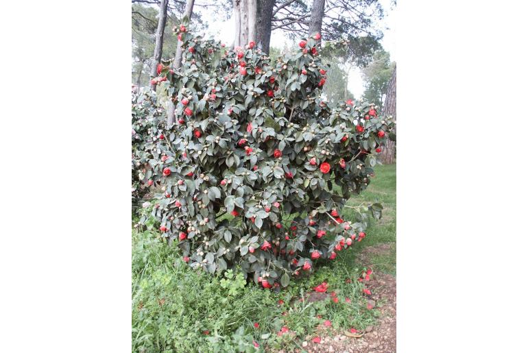 Camellia japonica 'Conquerant' -354