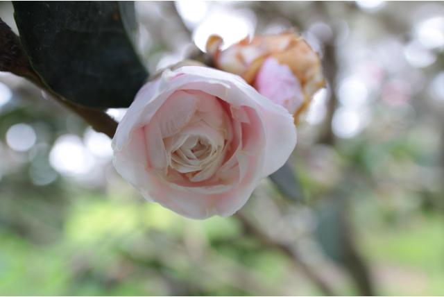 Japanse Camellia 'Comtesse du Hainaut'