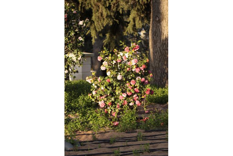 Camellia japonica 'Jean Clere' -357