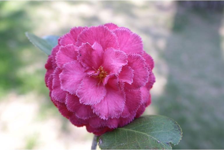 Camellia japonica 'Doutor Balthazar de Mello' -381