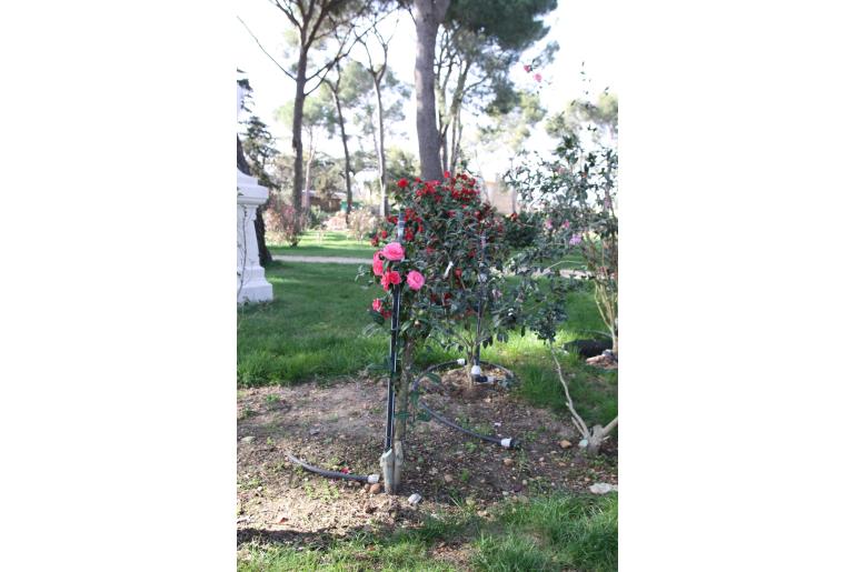 Camellia japonica 'Dom Joao IV' -382